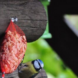 Voeding Natuurvogels