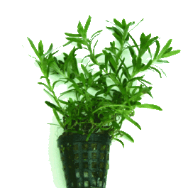 Heteranthera zosteraefolia