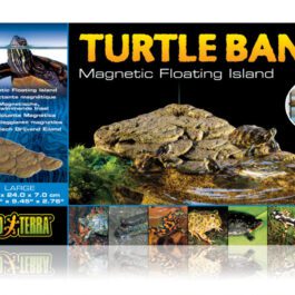 Turtle bank large