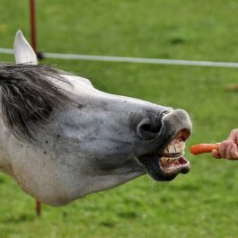 Paarden voeding