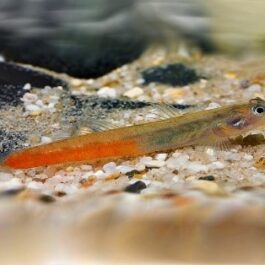 Goby Red lips